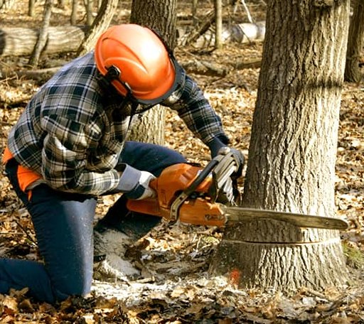 Tree Removal in Boyes, MT